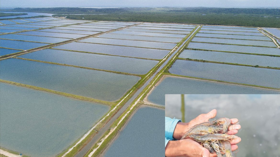 Nas pegadas do Ceará, o Piauí prioriza a criação de camarão: Mais da metade – 54,1% — do camarão produzido no Brasil tem origem no Ceará. Depois, vem o RN, com 22,2%, e a Paraíba, com 7,2%…