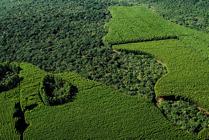 Suzano divulga Resumo Público do Plano de Manejo Florestal do Maranhão…