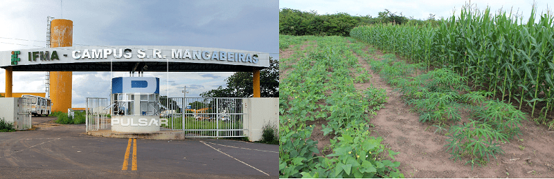 São Raimundo das Mangabeiras – Culturas alimentares em consórcio é tema de dia de campo no  IFMA…